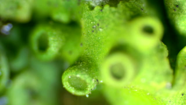 Teloschist-family-lichen-or-just-a-moss