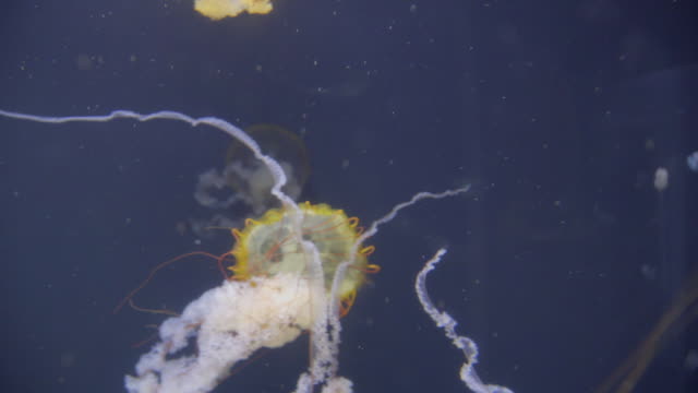 Jellyfish-swimming