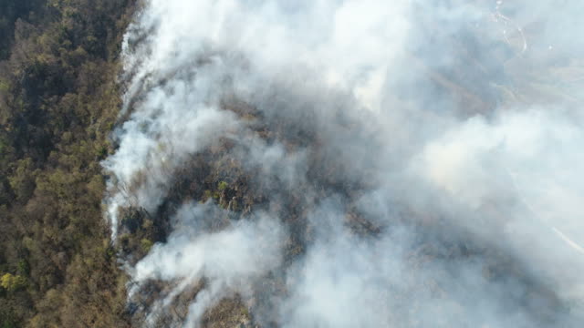 Desastres-naturales,-bosque-cubiertos-de-humo