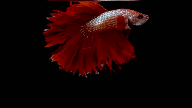 Super-Slow-Motion-der-roten-siamesische-Kampffische-(Betta-Splendens),-gut-bekannte-Name-ist-Thai,-Plakat