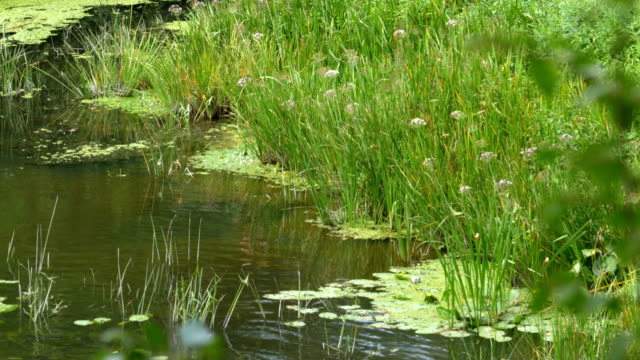 Natur-am-Fluss,-grüne-Vegetation-an-den-Ufern-des-Flusses