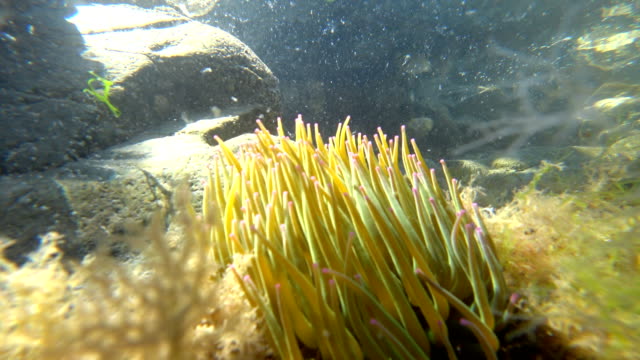 Underwater-sea-life-at-the-bottom-of-the-Atlantic-Ocean-off-the-coast-of-Brittany-in-France.
