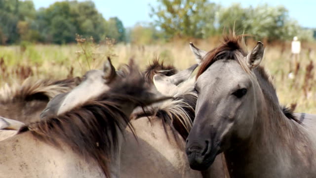 Wild-Horses-on-a-Grey-and-Windy-Day.-Herd-of-Wild-Horses-Grazing-in-the-Fall-in-the-Meadow.
