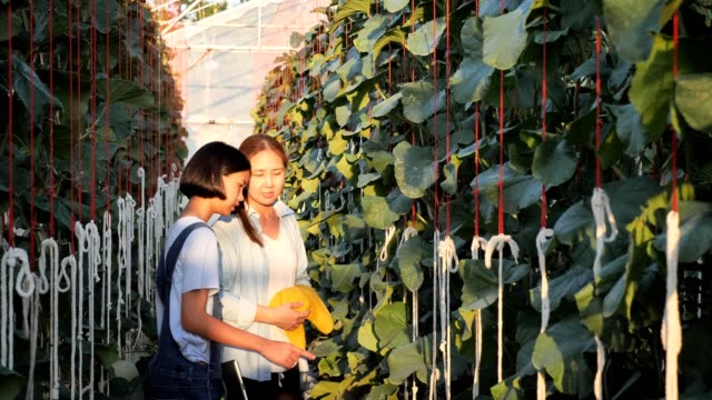 Asian-woman-farmer-and-girl-monitoring-melon-production