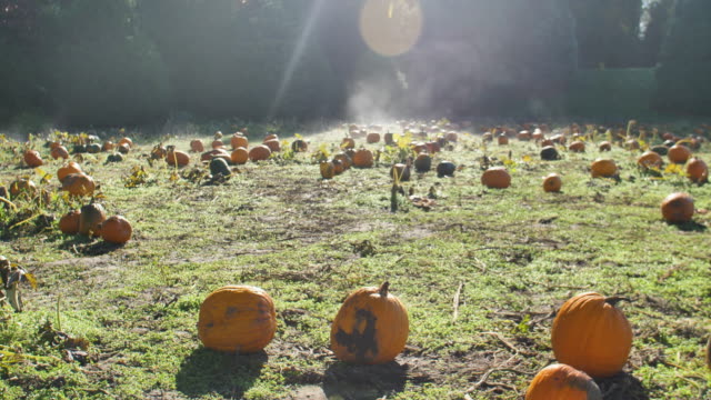 Morning-Fog-on-a-Pumpkin-Patch-Burns-off-in-Sunny-Weather