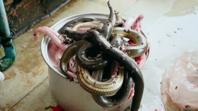 big-water-snakes-captured-and-bunched-up-in-a-large-steel-pot-and-flies-all-over