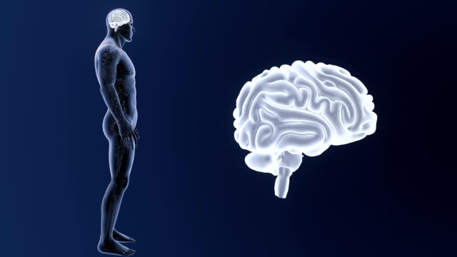 Cerebro-humano-zoom-con-sistema-circulatorio