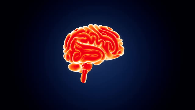Human-Gehirn