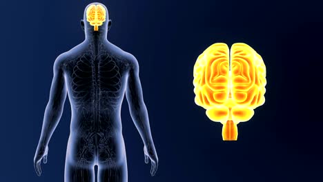 Human-Brain-zoom-with-Circulatory-system