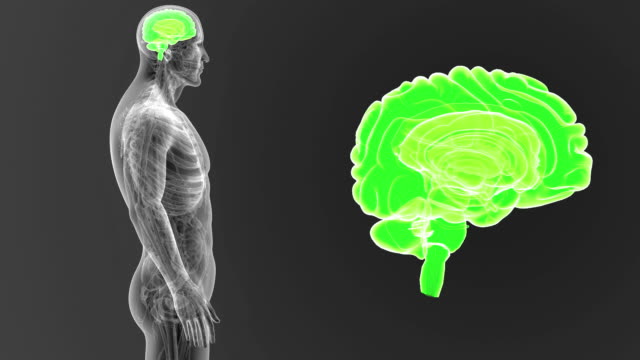 Zoom-de-cerebro-humano-Anatomía