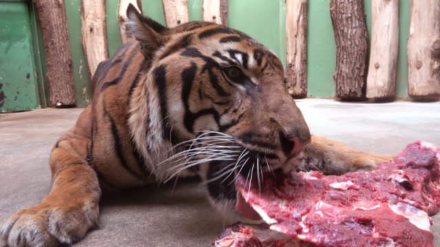Tiger-eat-fresh-meat