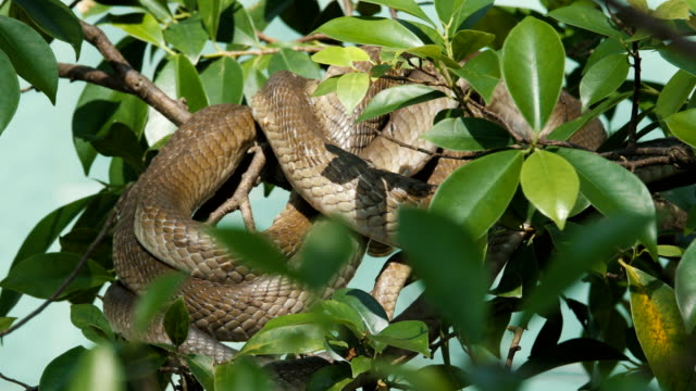 Indochinese-spitting-cobra
