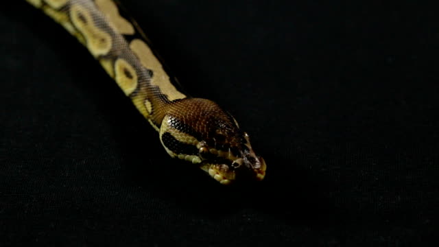 Video-of-snake---royal-python-with-tongue