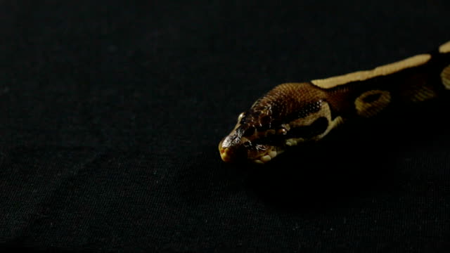 Video-de-serpiente---python-de-la-bola-con-la-lengua