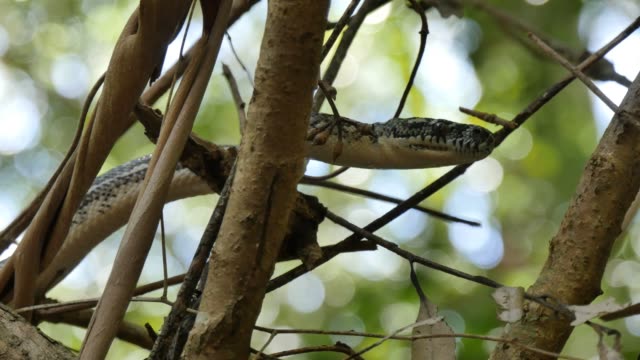 Schlange-Reptil-Closeup-Jagd-im-Regenwald---Diamond-Python