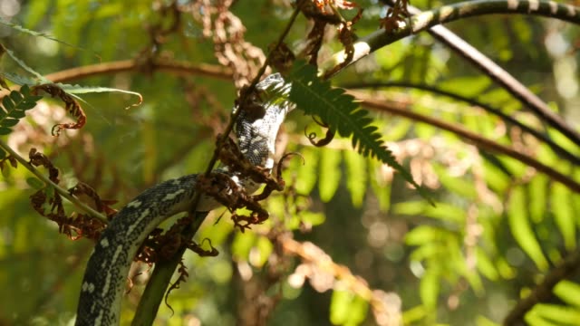 Serpiente-Pitón-en-el-árbol-de-helecho-bosque-lluvioso---diamante-Python