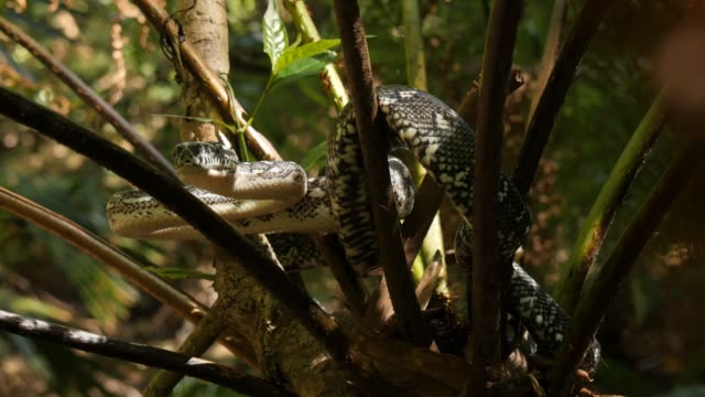 Schlange-Reptil-in-Baum-Diamond-Python
