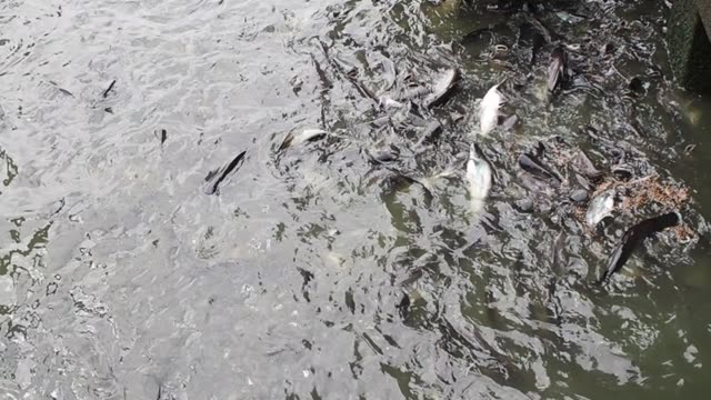 Feeding-food-for-fishes-in-slow-motion-footage.