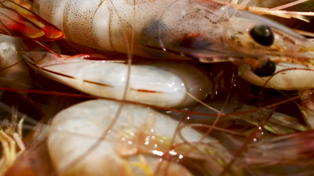 Fresh-shrimp-form-the-sea