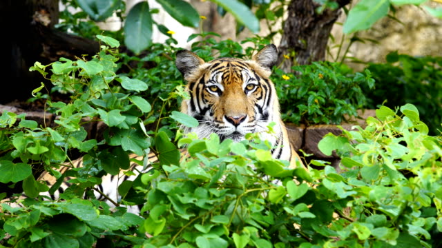 El-tigre-de-Bengala-descansando-en-el-bosque