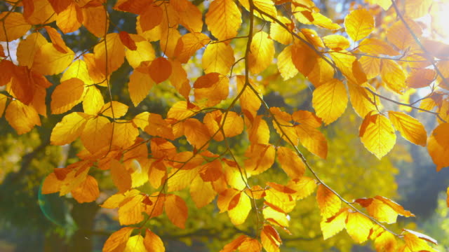 Herbstimpressionen---schöne-Herbstlaub---Ändern-des-Fokus