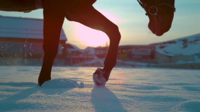 Zeitlupe:-Erwachsene-Vollblut-Pferd-zu-Fuß-durch-den-frisch-gefallenen-Schnee.