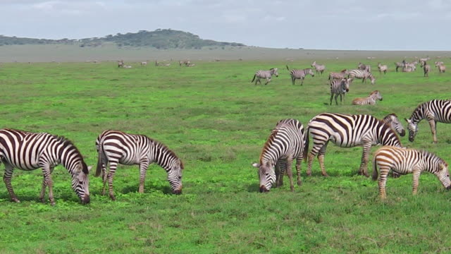Zebras-herd-with-little