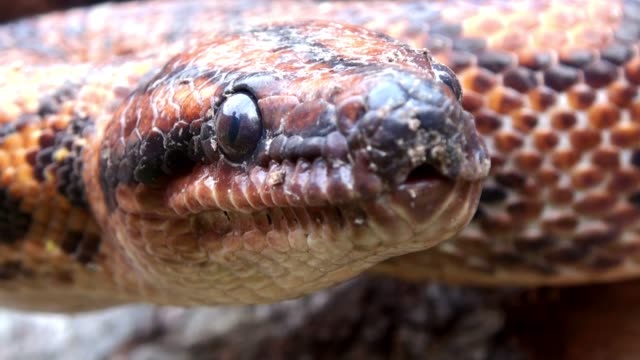 Serpiente-roja,-reptil-veneno,-extremadamente-cerca-a-4k-video