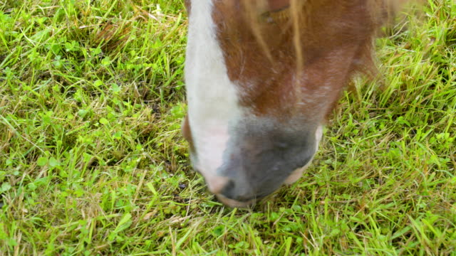 Blick-von-der-Mündung-des-kleinen-Pony-Pferd