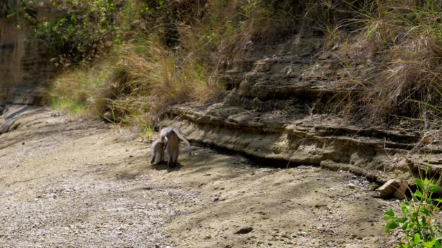 Affe-mit-dem-Baby-gehen-weg-von-der-Kamera-zum-Canyon-auf-dem-trockenen-Flussbett
