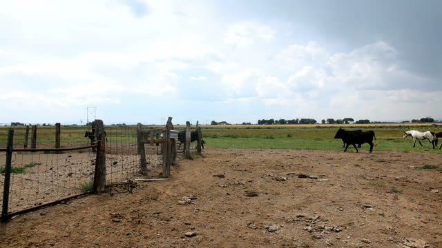 Livestock-walking-in-beautiful-ranch