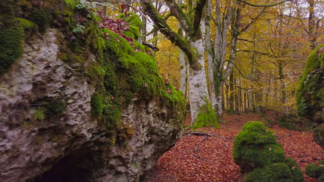 Farbige-Wald-im-Herbst