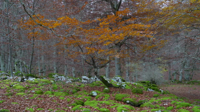 Colored-forest-in-autumn