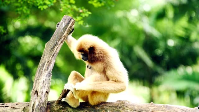 Weiße-Gibbon-entspannen-auf-einem-Baumstamm.