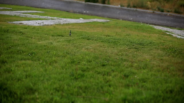 ein-kleiner-Vogel-reitet-auf-dem-grünen-Rasen-im-Park-in-der-Nähe-des-Flusses.