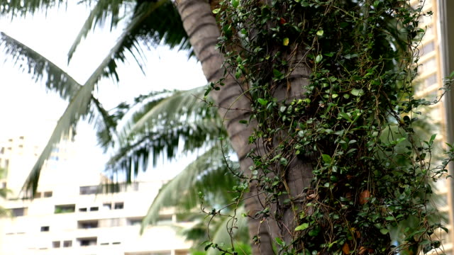 Plantas-tropicales-en-Hawai-en-cámara-lenta-180fps
