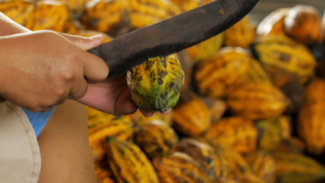 hombre-de-preparación-antes-de-la-fermentación-de-cacao.