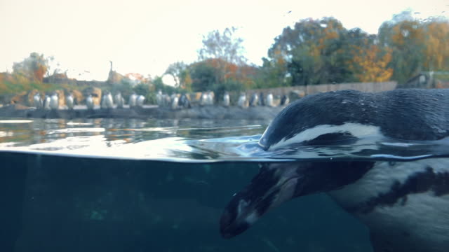 Pingüinos-jugando-en-un-tanque-de-agua-grande