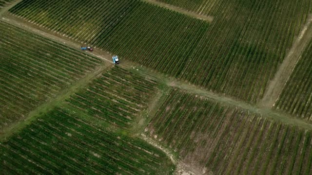Weinlese-Maschine,-Aerial-Blick-auf-Weinland-Ernten-der-Trauben-mit-Harvester-Maschine,-Drohne-Blick-auf-Weinberge-Landschaft