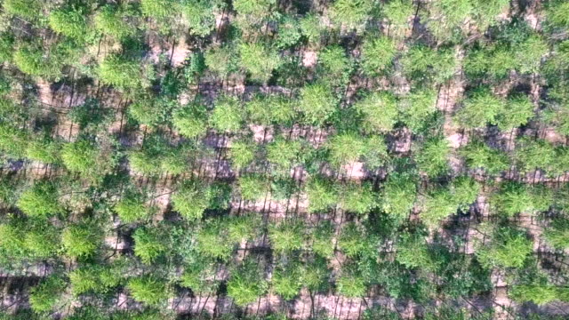 Vista-aérea-del-parque-del-eucalipto