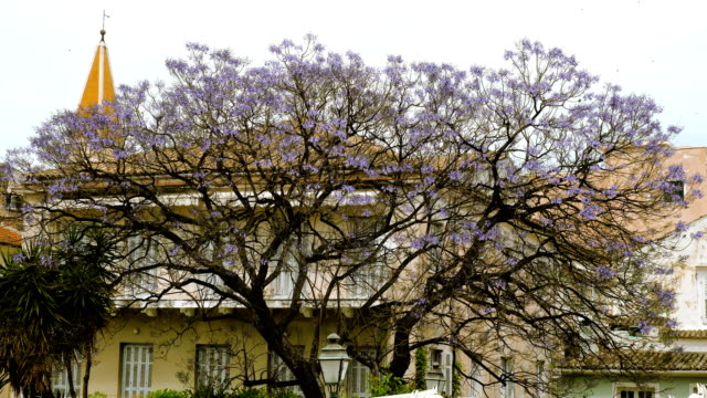 Flowering-jacaranda-tree-on-the-streets-of-Greece.-4K