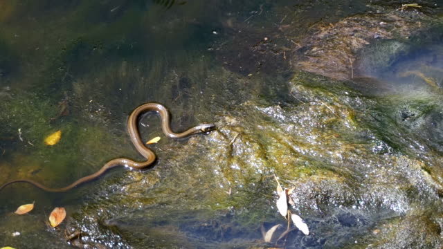 Grass-Snake-Crawling-in-the-River.-Slow-Motion