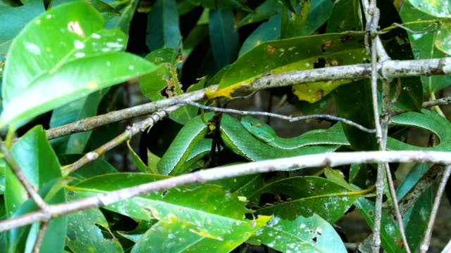 Vogeli-verde-víbora