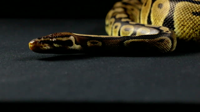 Looking-royal-python