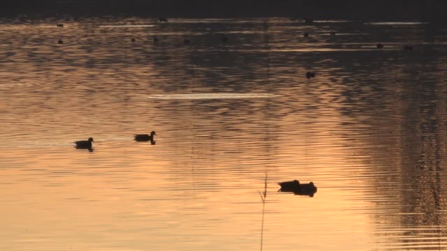 Patos-en-la-luz-del-atardecer-en-un-lago-en-Inglaterra-4K