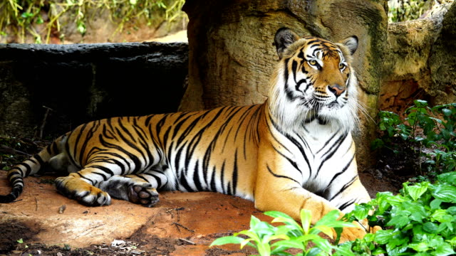 Die-Bengal-Tiger,-die-Ruhe-im-Wald
