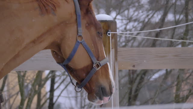 Zeitlupe:-Junges-Pferd-mit-weißen-und-hellen-braunen-Mantel-draußen-im-Winter.