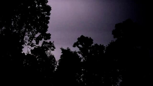 Wald-in-die-dunkle-Nacht-und-Gewitter-mit-Blitz