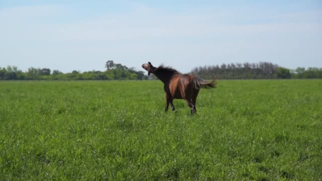Un-caballo-rascarse-le-y-ejecutando-a-través-de-un-campo-de-hierba-para-llegar-con-su-grupo-bajo-la-sombra-de-un-árbol