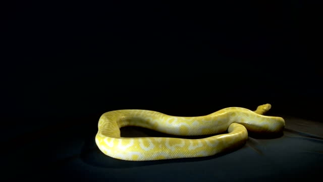 burmesischen-python